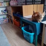 Photo de chat perdu à Colomiers