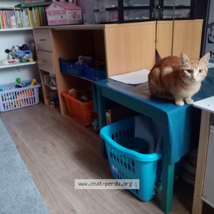 Photo 1/1 Chat retrouvé Perdu à Colomiers