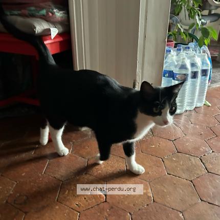 Photo de chat perdu à Charny Oree De Puisaye