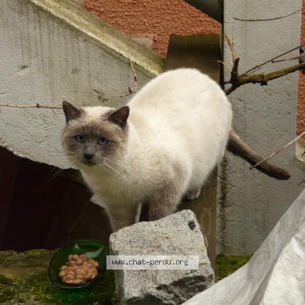 Chat Trouve A Lyon Chat Perdu France