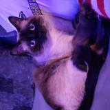 Photo de chat perdu à Calgary