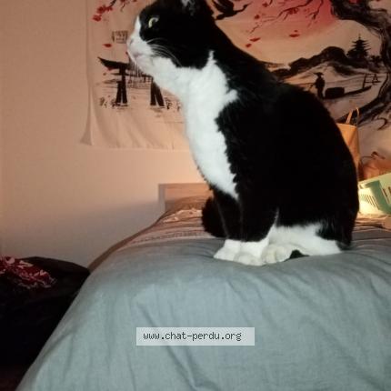 Photo 1/1 Chat retrouvé Trouvé à Riquewihr