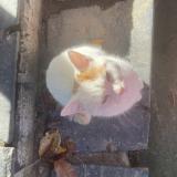 Photo de chat perdu à Nantes