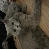 Photo de chat perdu à Villefranche Sur Saone