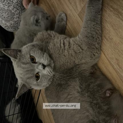 Photo de chat perdu à Villefranche Sur Saone