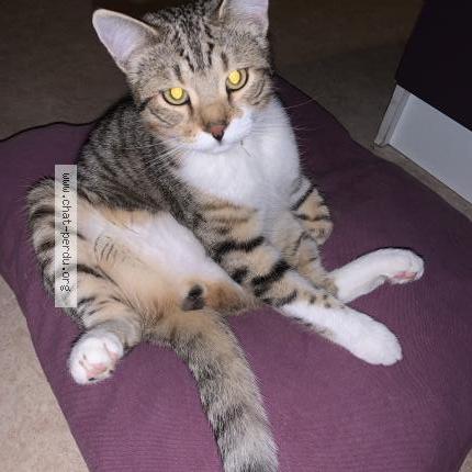 Photo de chat perdu à Aix Les Bains