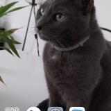 Photo de chat perdu à Elbeuf