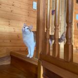 Photo de chat perdu à Aix Les Bains