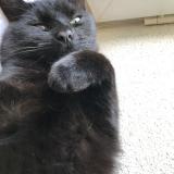 Photo de chat perdu à Arlay