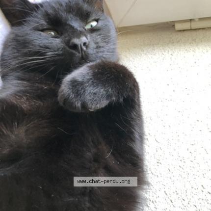 Photo de chat perdu à Arlay