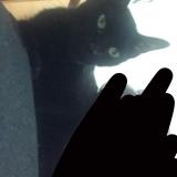 Photo de chat perdu à Boulogne Sur Mer