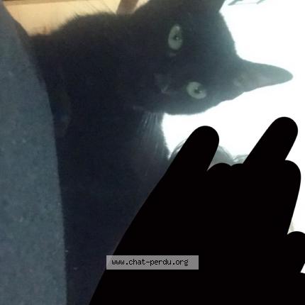 Photo 1/1 Chat retrouvé Perdu à Boulogne Sur Mer