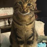 Photo de chat perdu à Malintrat