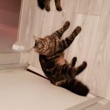 Photo de chat perdu à Montpellier