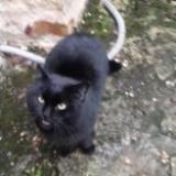 Photo de chat trouvé à Villecerf