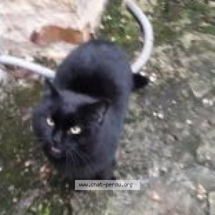 Photo 1/1 Chat retrouvé Trouvé à Villecerf