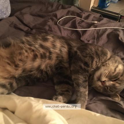 Photo de chat perdu à Villiers Sur Marne