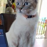 Photo de chat perdu à Behren Les Forbach