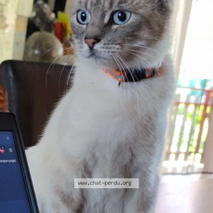 Photo de chat perdu à Behren Les Forbach