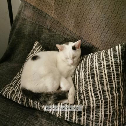 Photo de chat perdu à Meudon
