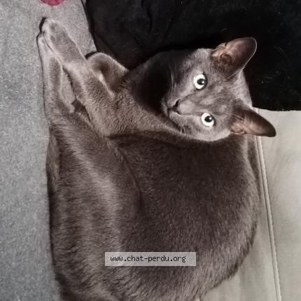 Photo de chat perdu à Poisy