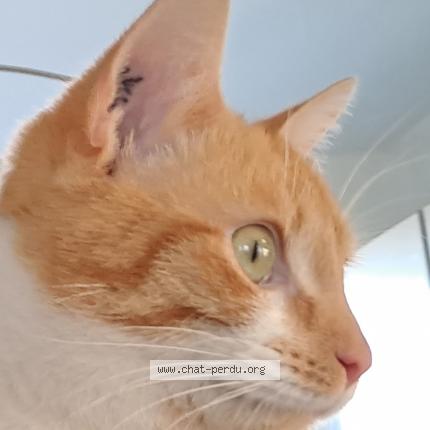 Photo de chat trouvé à Sainte Soulle
