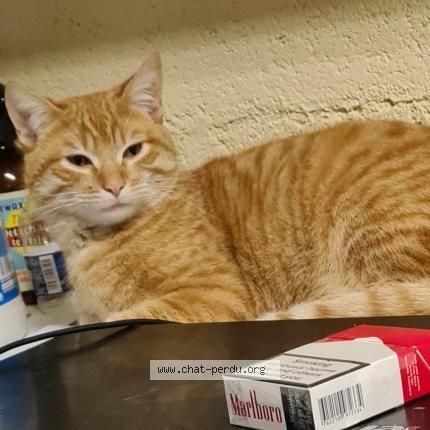 Photo 1/2 Chat retrouvé Perdu à Olonne Sur Mer