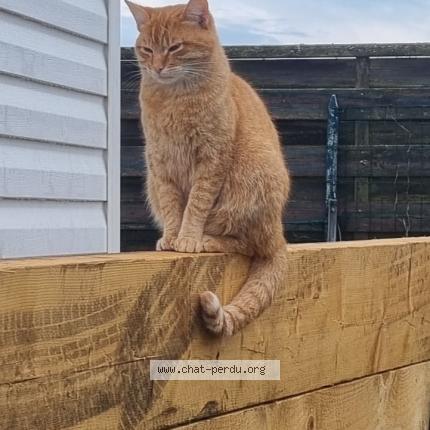 Photo 2/2 Chat retrouvé Perdu à Olonne Sur Mer
