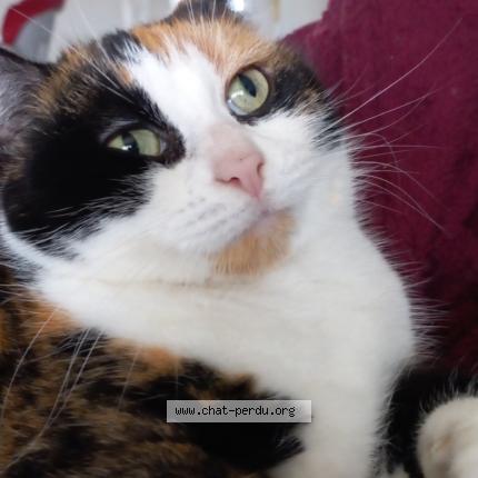 Photo 1/2 Bibi Chat perdu à Estrees st denis