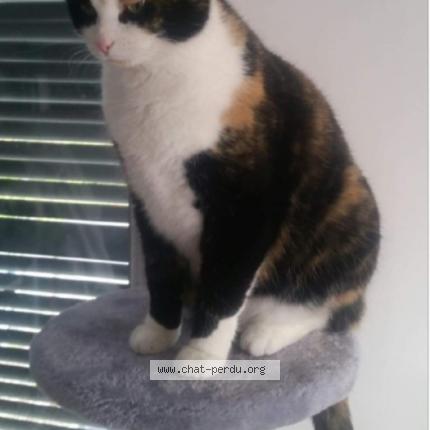 Photo 2/2 Bibi Chat perdu à Estrees st denis