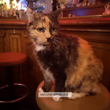 Photo de chat perdu à Le Mans