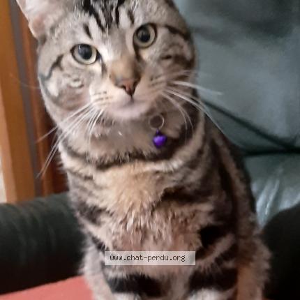 Photo de chat trouvé à Le Cres
