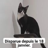 Photo de chat perdu à Lecci