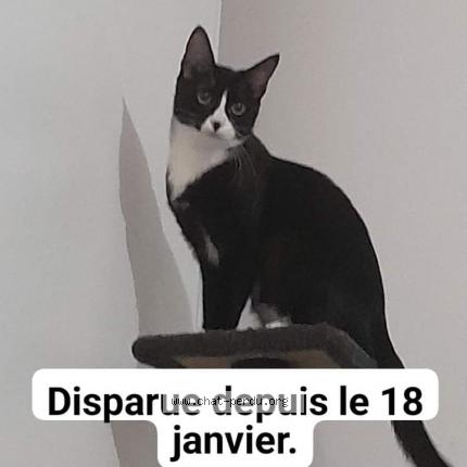 Photo 1/1 Chat retrouvé Perdu à Lecci