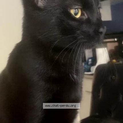 Photo de chat perdu à Nimes