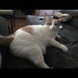 Photo de chat perdu à Marseille