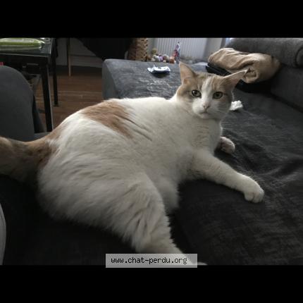 Photo 1/1 Chat retrouvé Perdu à Marseille