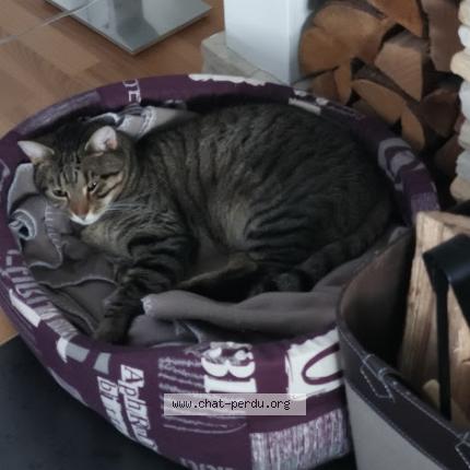 Photo 1/1 Chat retrouvé Perdu à Zoufftgen