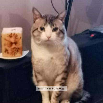 Minou Chat Perdu A Arignac Chat Perdu France Minou Chat Perdu A Arignac Chat Perdu France
