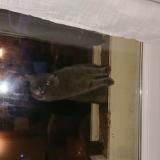 Photo de chat trouvé à Rambouillet