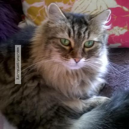 7336 Faustine Chat Perdu A Clermont Ferrand Chat Perdu France 7336 Faustine Chat Perdu A Clermont Ferrand Chat Perdu France