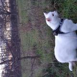 Photo de chat perdu à Ouroux Sur Saone