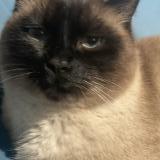 Photo de chat perdu à Mulhouse