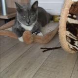 Photo de chat perdu à Villeneuve D Ascq