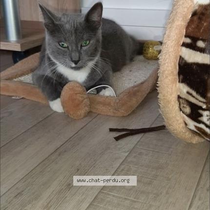 Photo de chat perdu à Villeneuve D Ascq