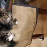 Photo de chat trouvé à Paris