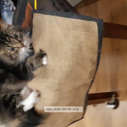 Photo 1/1 Chat retrouvé Trouvé à Paris