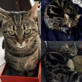 Photo de chat perdu à Rouen