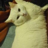 Photo de chat perdu à Tonneville