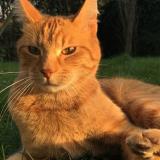 Photo de chat perdu à Rambouillet